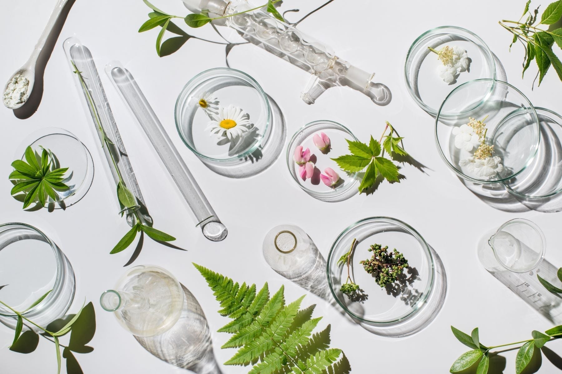 Células Madre Vegetales en la Cosmética